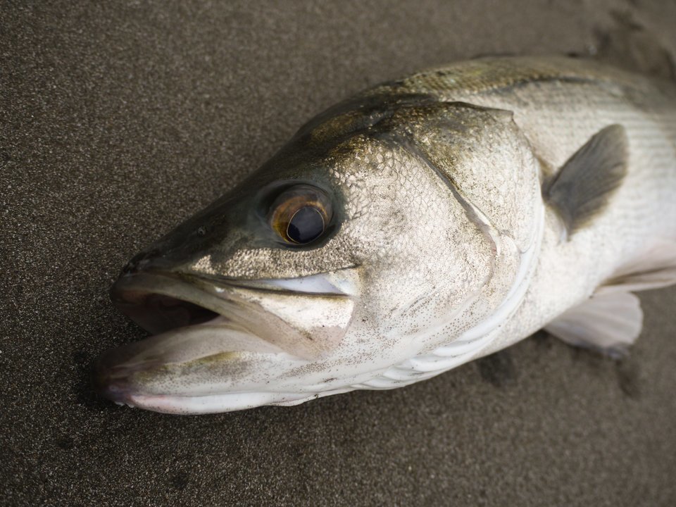 年 釣れるシーバスロッドbest５ 最初の1本を選ぶときの疑問を解決しよう 釣りまとめアンテナ