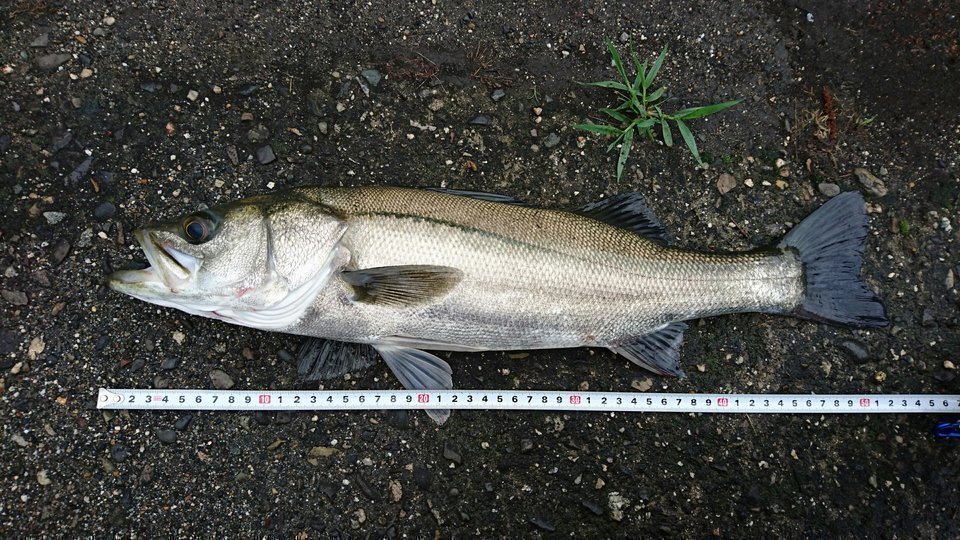 ルアーで釣り上げられたシーバスの写真