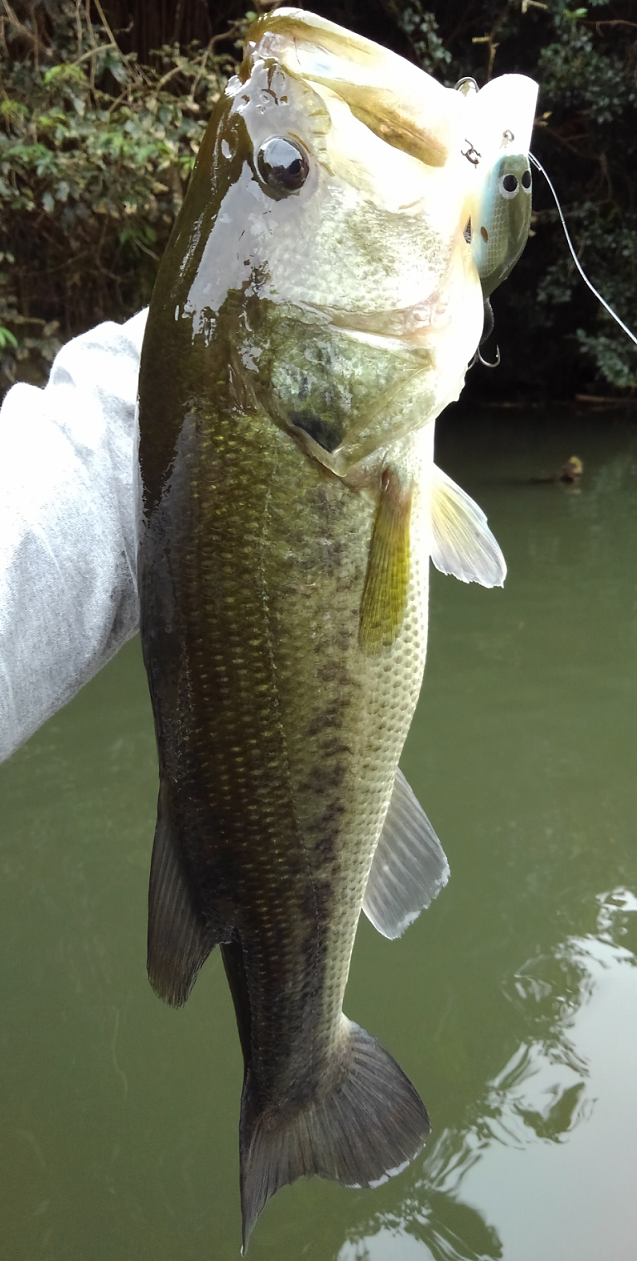 孵化した稚魚の群れを発見 近くに潜んでいるビッグバスを釣るためのおすすめルアーをピックアップ