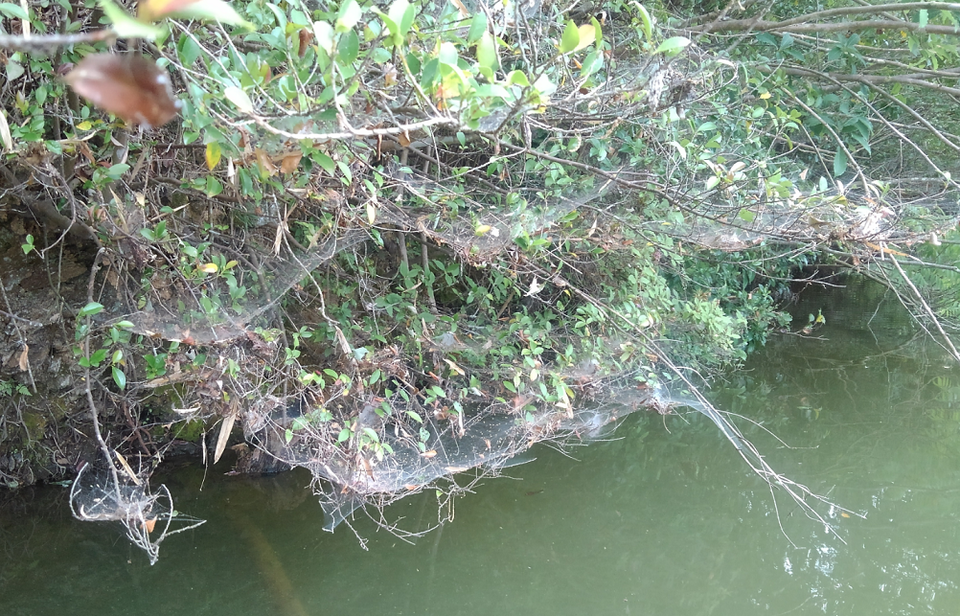 蜘蛛の巣　写真