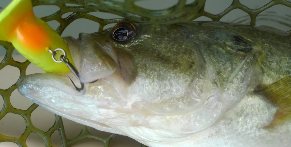 バス　ルアー　写真