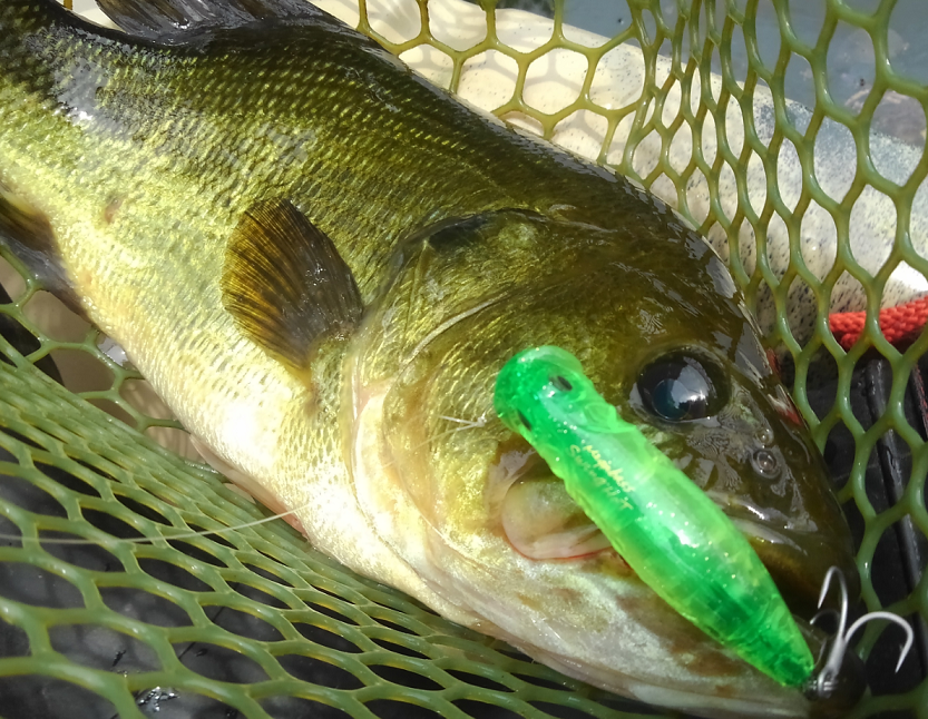 バス　ルアー　写真