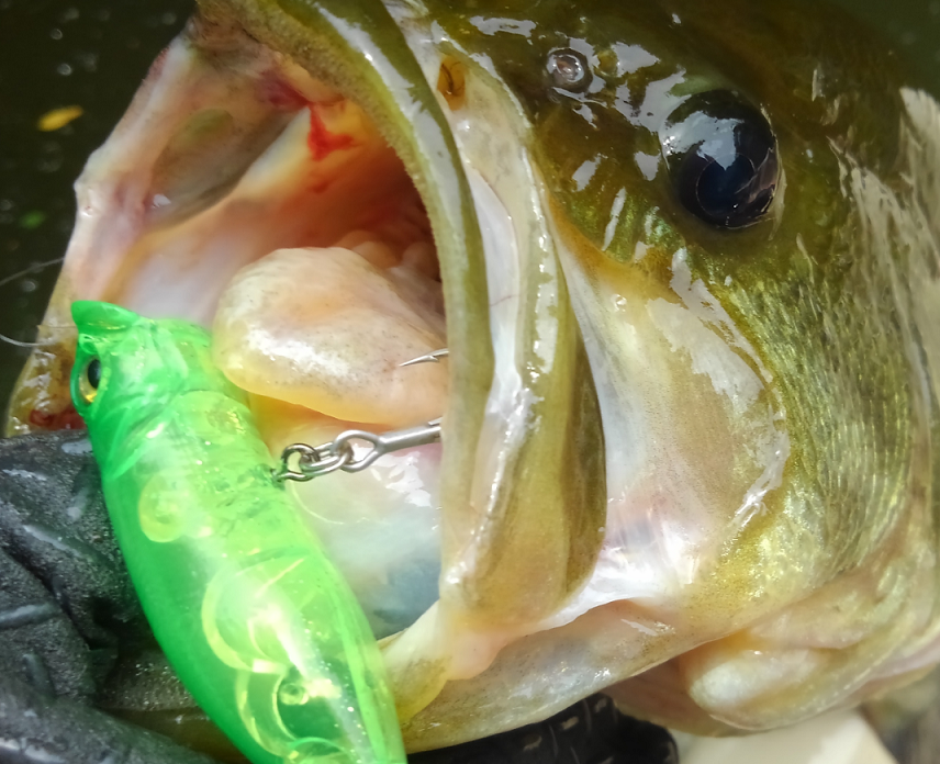 バス　ルアー　写真