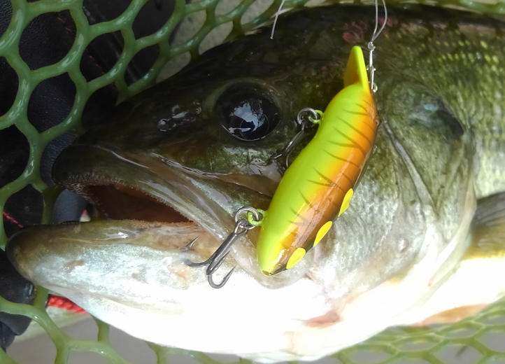 バス　ルアー　写真