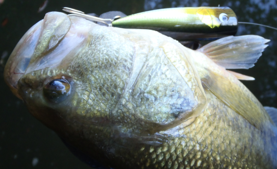 バス　ルアー　写真