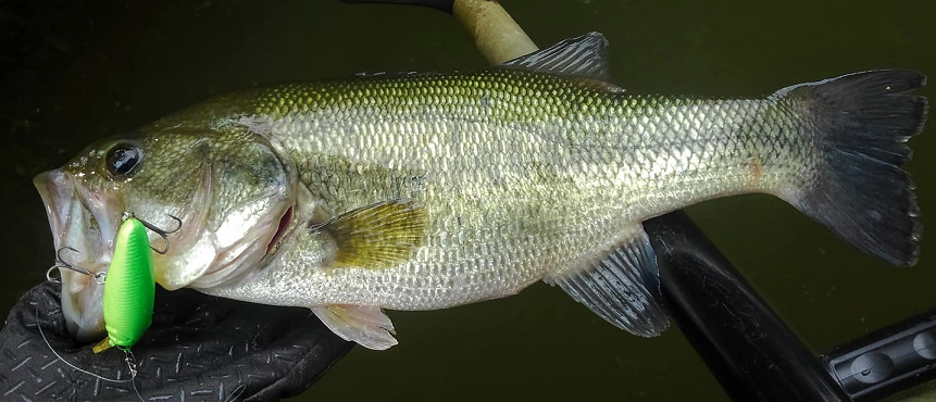 バス ルアー 写真