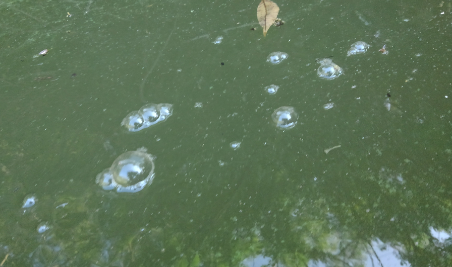 水面に泡が残るようになった 夏のバス釣り場で発生しやすい泡対策