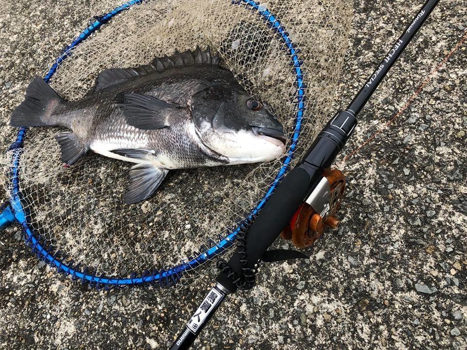 クロダイ　ロッド　写真