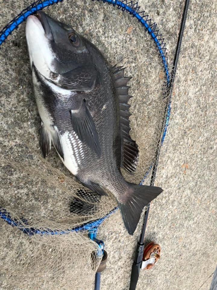 クロダイ　タモ　写真