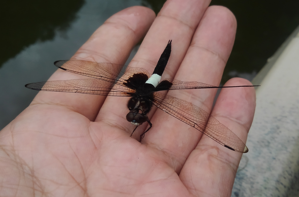 虫が飛び交う夏の釣り場!環境の変化に気づいて攻め方を変えてみよう