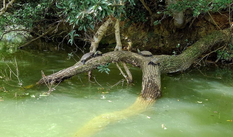 木　カメ　写真