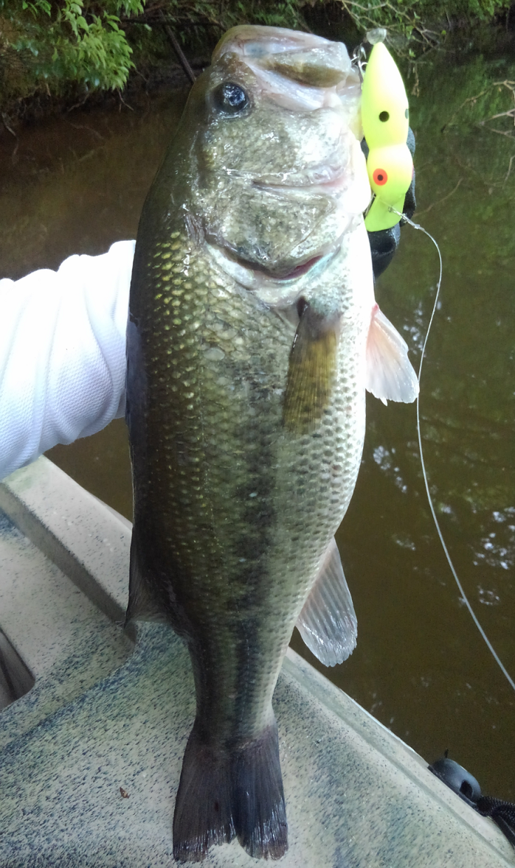 バス　ルアー　写真