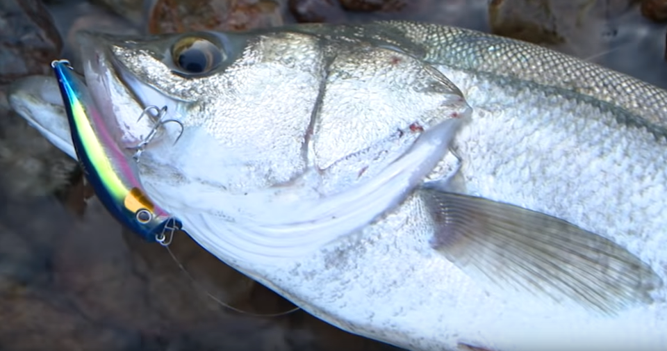 魚 ルアー 写真