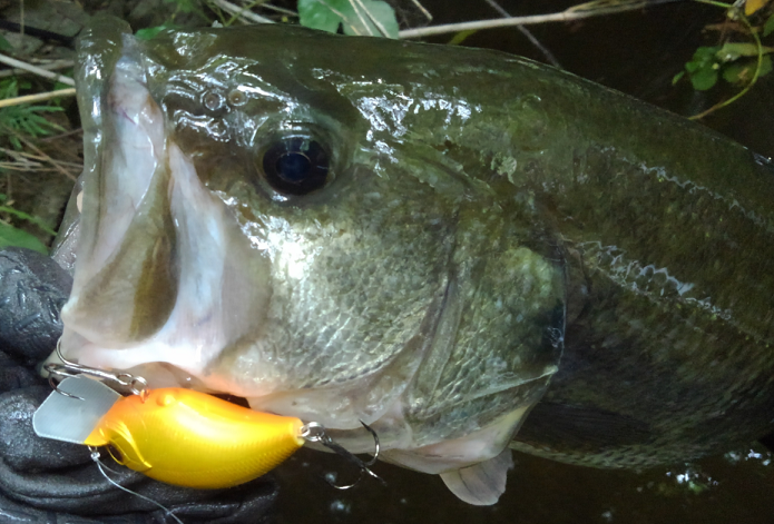 バス　ルアー　写真