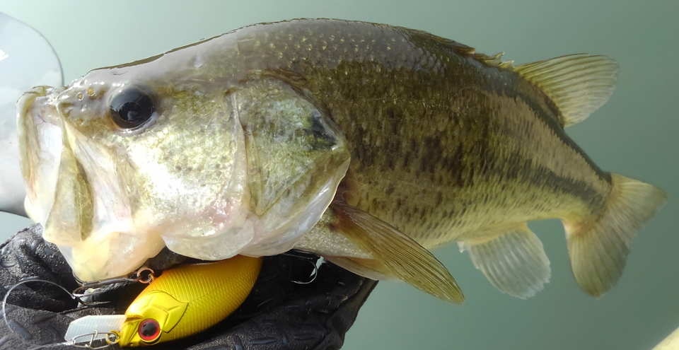 バス　ルアー　写真