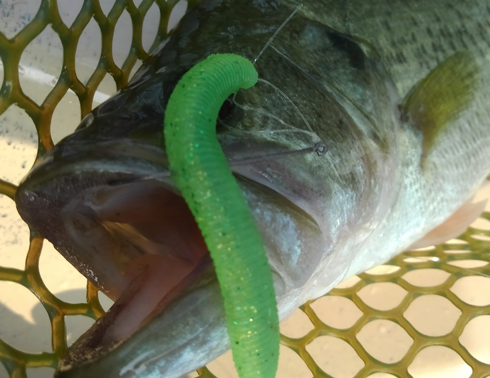 バス ワーム 写真