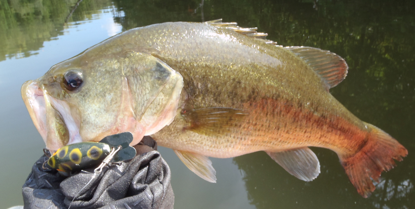 ブラックバスの写真