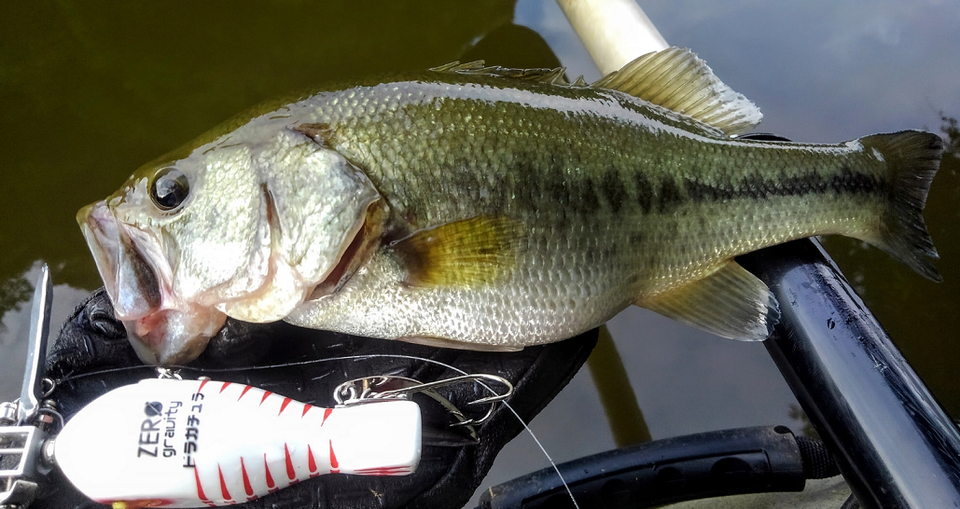 バス　ルアー　写真