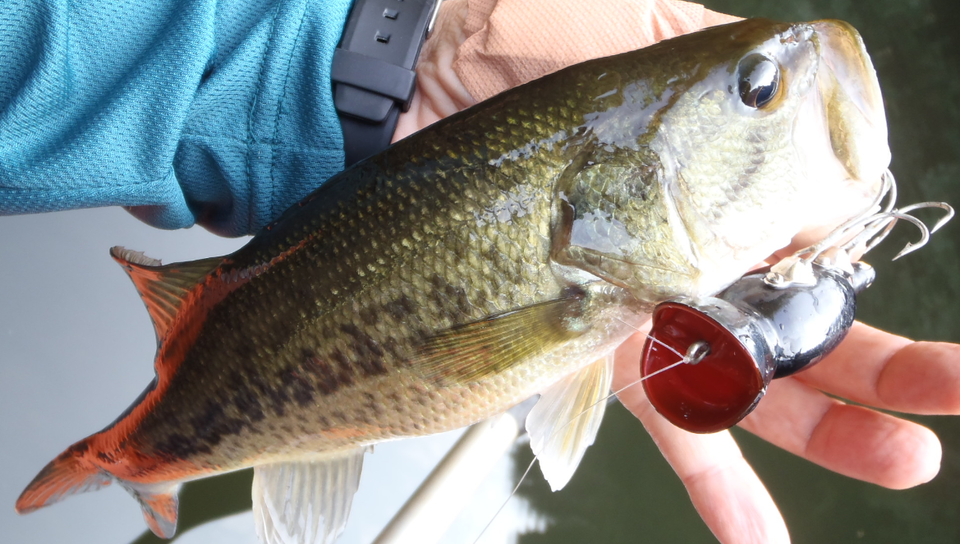 バス　ルアー　写真