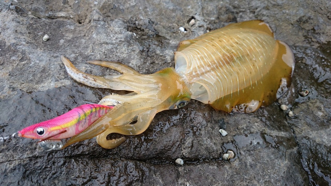 アオリイカの写真