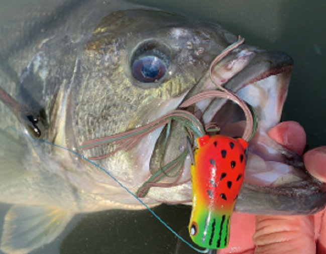 バス　ルアー　写真