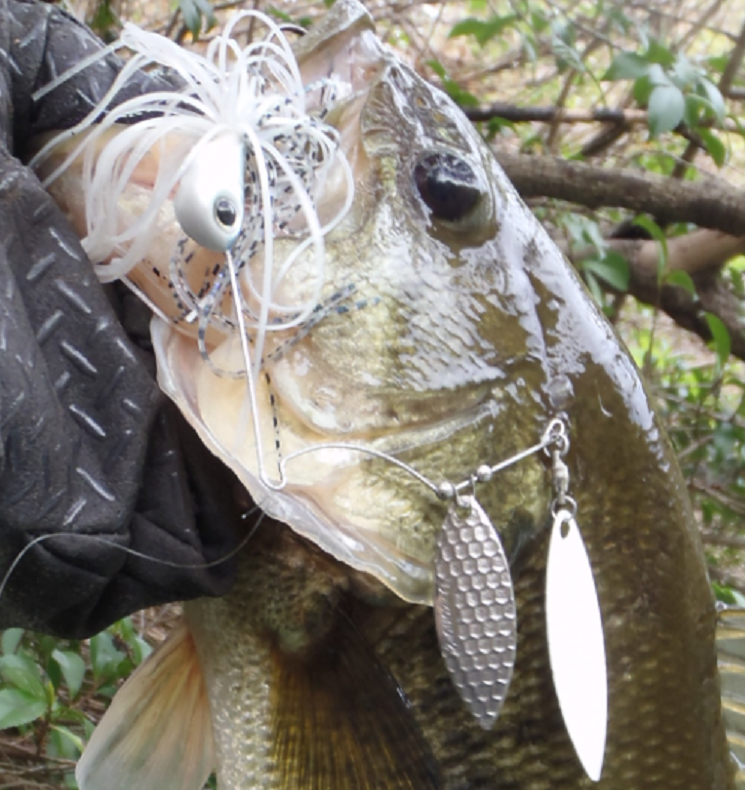 バス　ルアー　写真