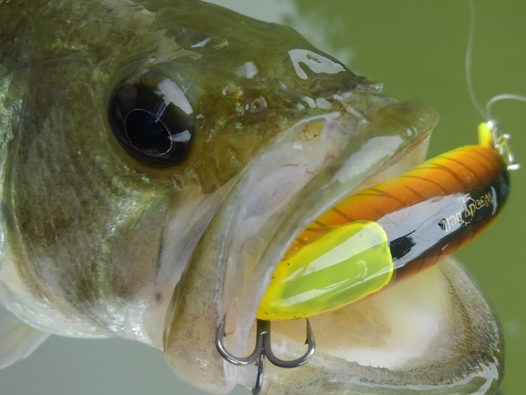 バス　ルアー　写真