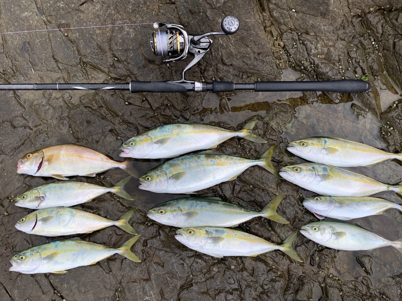 ライトショアジギングの写真