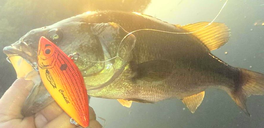 バス　ルアー　写真