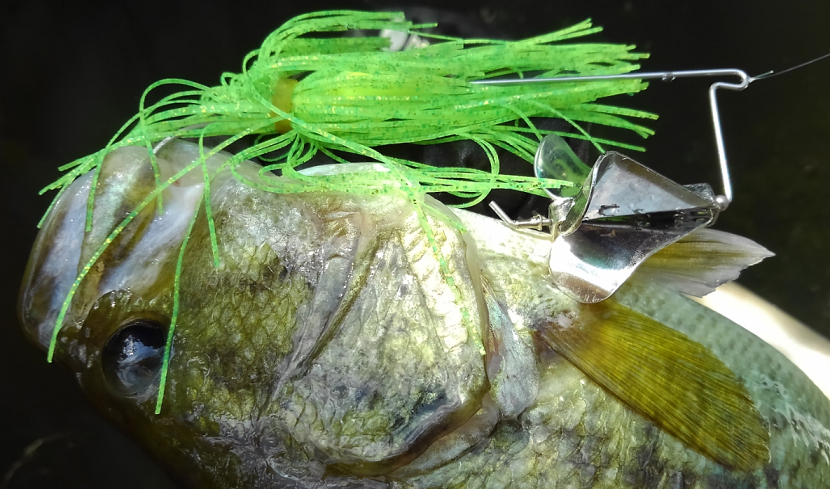 ルアー バス 写真