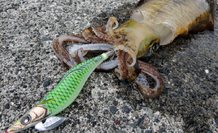 エギ　イカ　写真