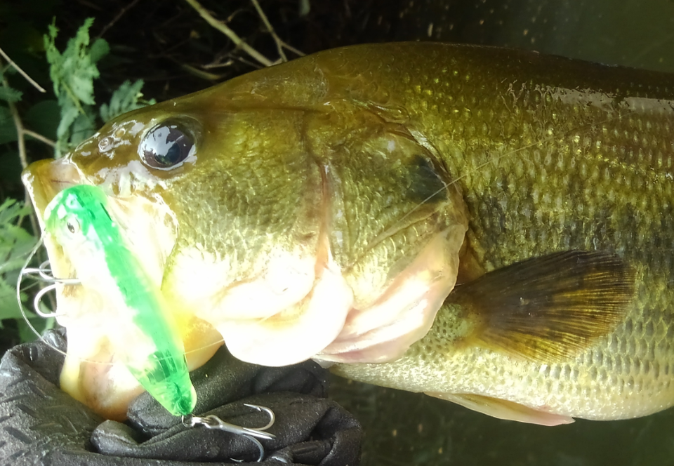 バス　ルアー　写真