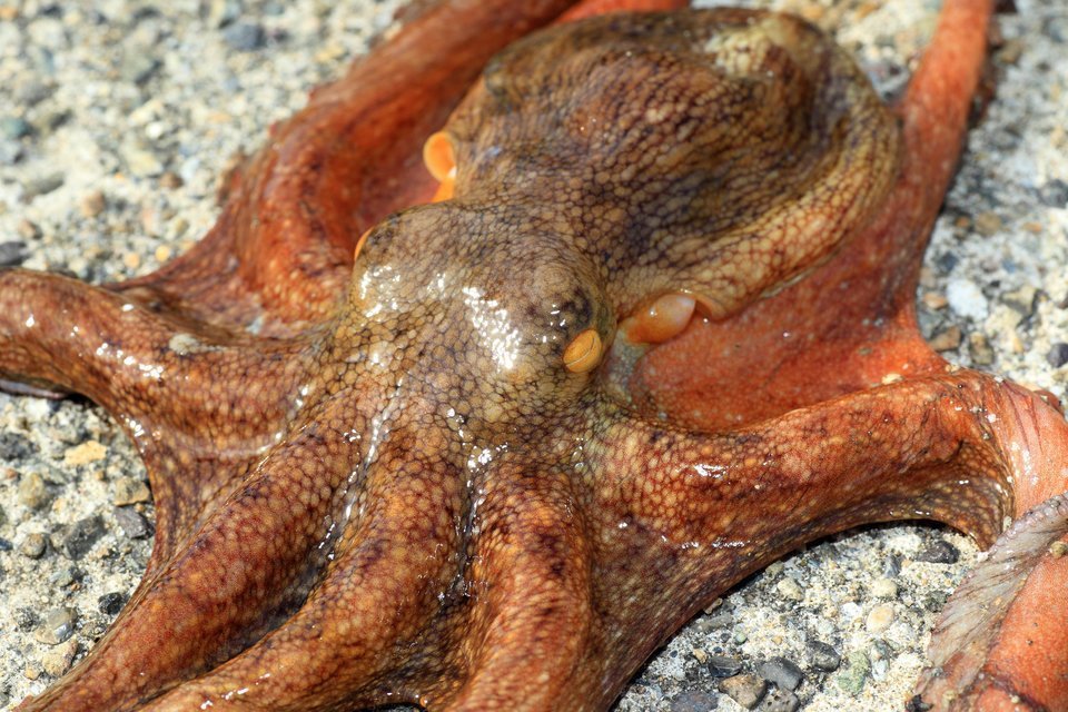 オクトパスライトでタコを釣り上げよう 初夏のタコ釣りを船で楽しむならオクトパスライトで決まり