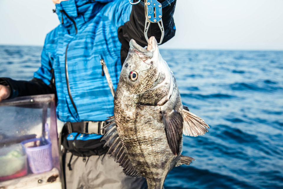 魚　海　釣り