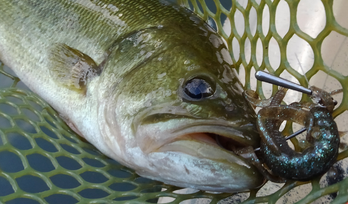 バス　ワーム　写真