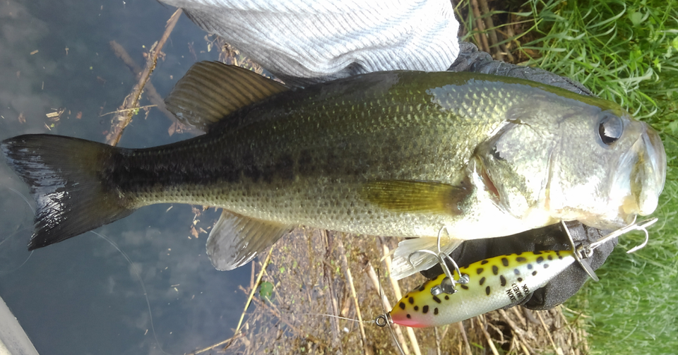 バス　ルアー　写真