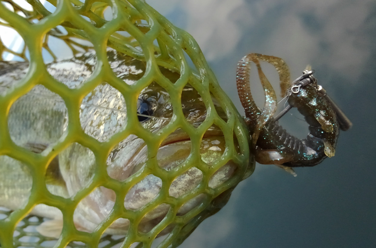 バス ワーム 写真