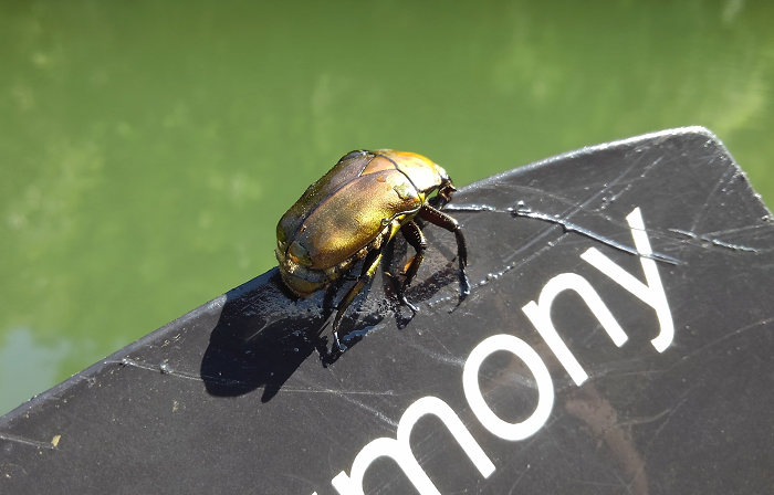 水面に落ちたカナブンをバスが襲う！小型の昆虫をイメージしたアプローチでバス釣りを楽しもう