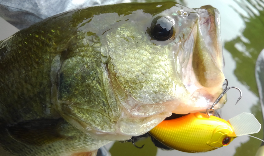 バス　ルアー　写真