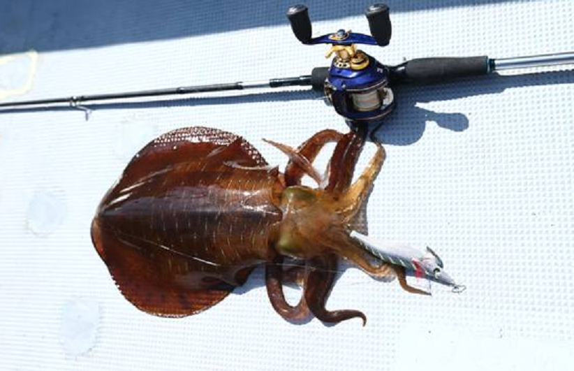 イカ タックル 写真