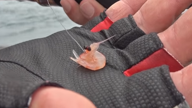 オキアミを刺しエサとしてフックに付けた状態