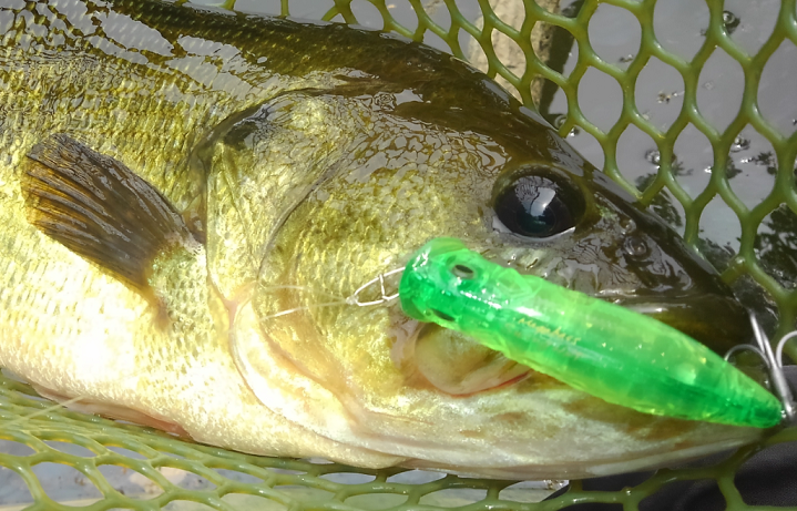 バス　ルアー　写真