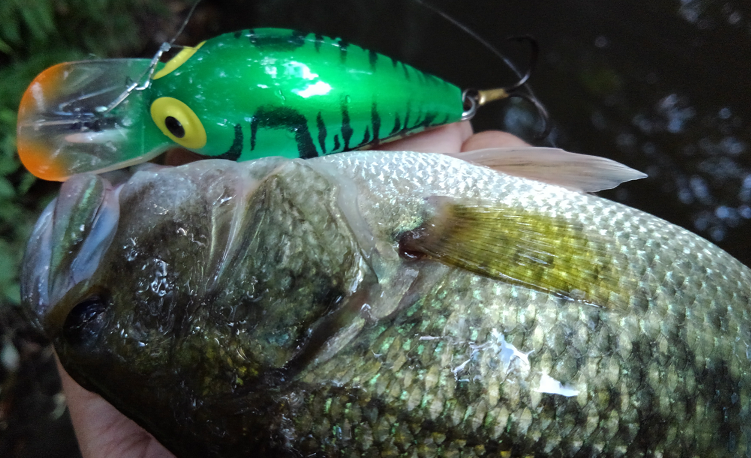 バス　ルアー　写真