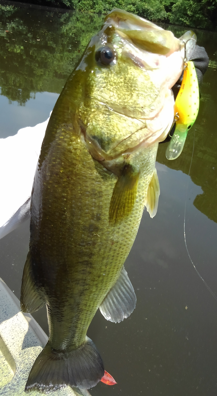 バス　ルアー　写真