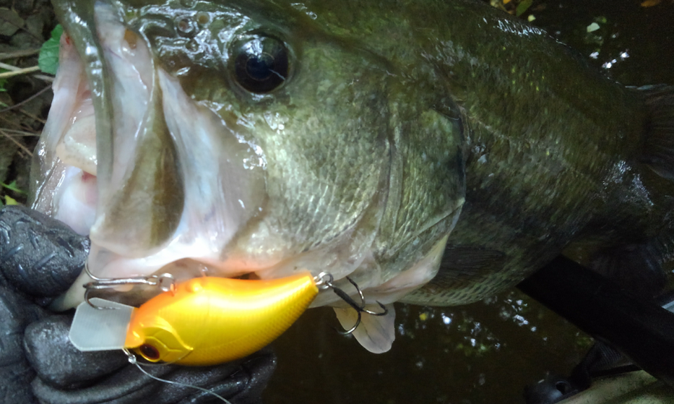ブリッツで釣れたバス写真