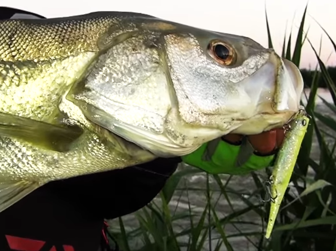 シーバス ルアー 写真