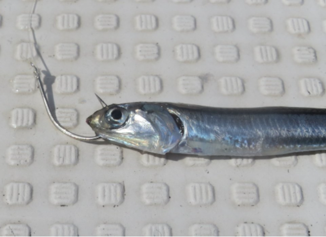イワシの写真