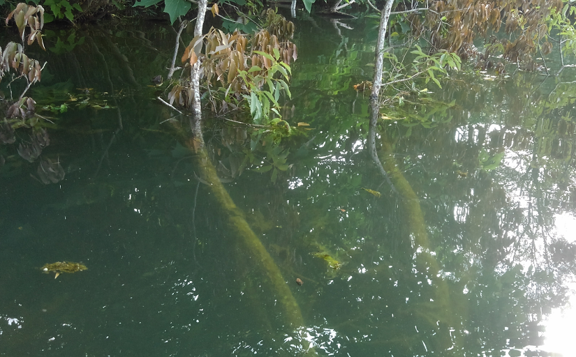 バックスライドフォールでバスを釣りたい!適切なポイント選びとおすすめワーム