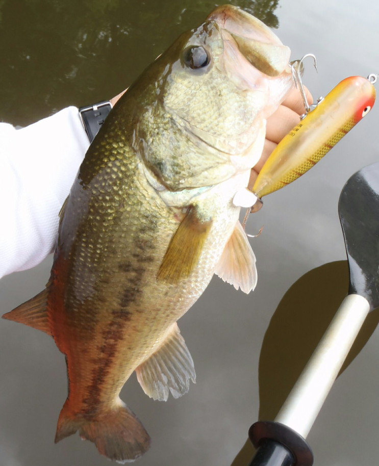 バス ルアー 写真