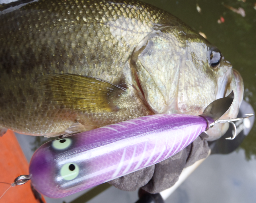 ルアー バス 写真